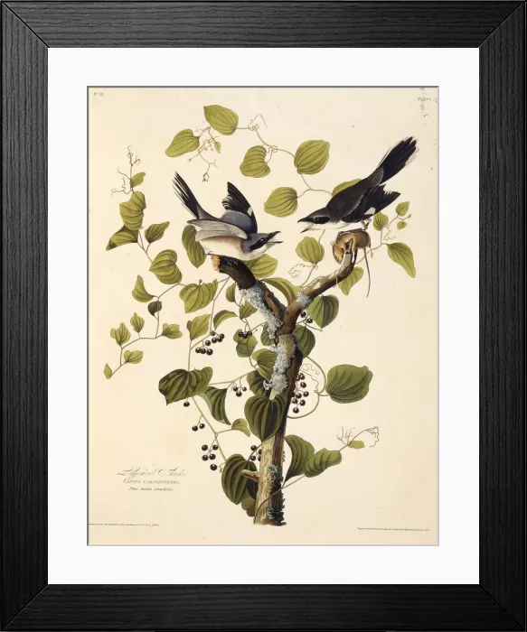 Framed Print : The loggerhead shrike. From The Birds of America, 1827-1838. Creator: Audubon Framed Print : The loggerhead shrike. From The Birds of America, 1827-1838. Creator: Audubon