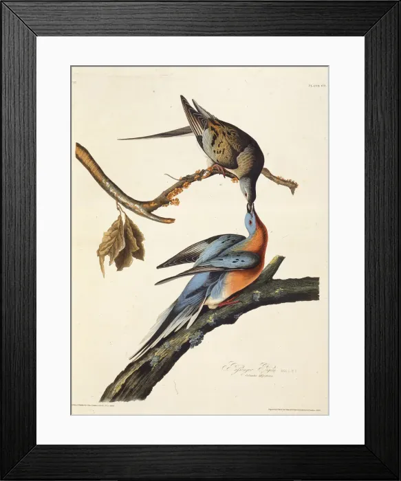 Framed Print : The passenger pigeon. From The Birds of America, 1827-1838. Creator: Audubon Framed Print : The passenger pigeon. From The Birds of America, 1827-1838. Creator: Audubon