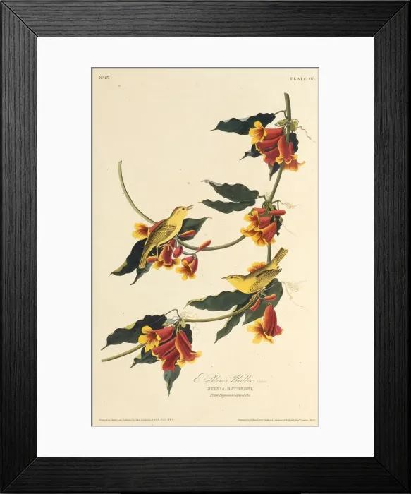 Framed Print : The Rathbone Warbler. From The Birds of America, 1827-1838. Creator: Audubon Framed Print : The Rathbone Warbler. From The Birds of America, 1827-1838. Creator: Audubon
