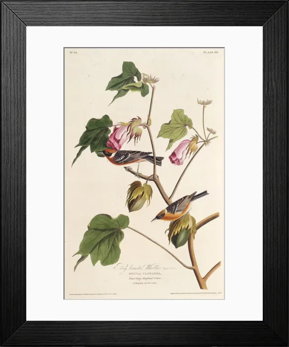 Framed Print : The bay-breasted warbler. From The Birds of America, 1827-1838. Creator: Audubon Framed Print : The bay-breasted warbler. From The Birds of America, 1827-1838. Creator: Audubon