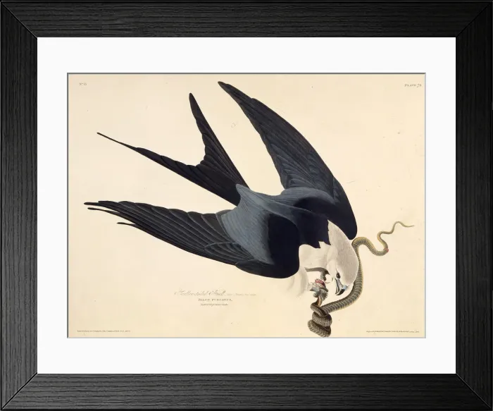 Framed Print : The swallow-tailed kite. From The Birds of America, 1827-1838. Creator: Audubon Framed Print : The swallow-tailed kite. From The Birds of America, 1827-1838. Creator: Audubon