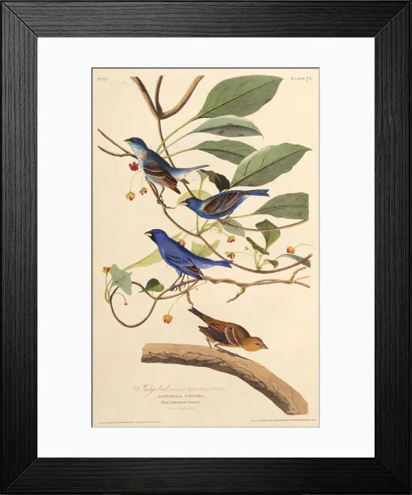 Framed Print : The indigobirds. From The Birds of America, 1827-1838. Creator: Audubon Framed Print : The indigobirds. From The Birds of America, 1827-1838. Creator: Audubon