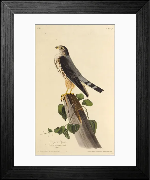 Framed Print : The merlin. From The Birds of America, 1827-1838. Creator: Audubon, John James Framed Print : The merlin. From The Birds of America, 1827-1838. Creator: Audubon, John James