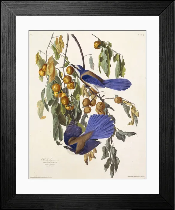 Framed Print : The Florida scrub jay. From The Birds of America, 1827-1838. Creator: Audubon Framed Print : The Florida scrub jay. From The Birds of America, 1827-1838. Creator: Audubon