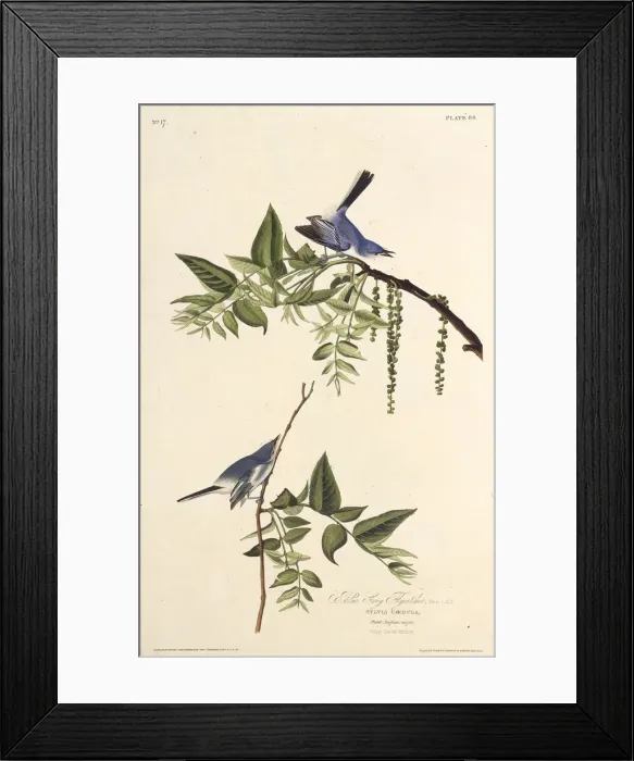 Framed Print : The blue-gray gnatcatcher. From The Birds of America, 1827-1838. Creator: Audubon Framed Print : The blue-gray gnatcatcher. From The Birds of America, 1827-1838. Creator: Audubon