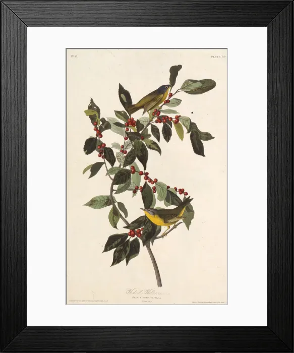 Framed Print : The Nashville warbler. From The Birds of America, 1827-1838. Creator: Audubon Framed Print : The Nashville warbler. From The Birds of America, 1827-1838. Creator: Audubon