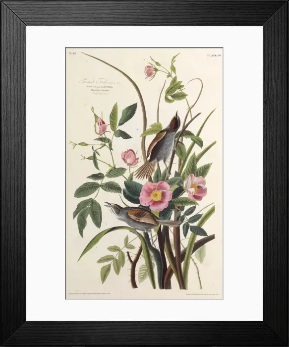 Framed Print : The Sea-side Finch. From The Birds of America, 1827-1838. Creator: Audubon Framed Print : The Sea-side Finch. From The Birds of America, 1827-1838. Creator: Audubon