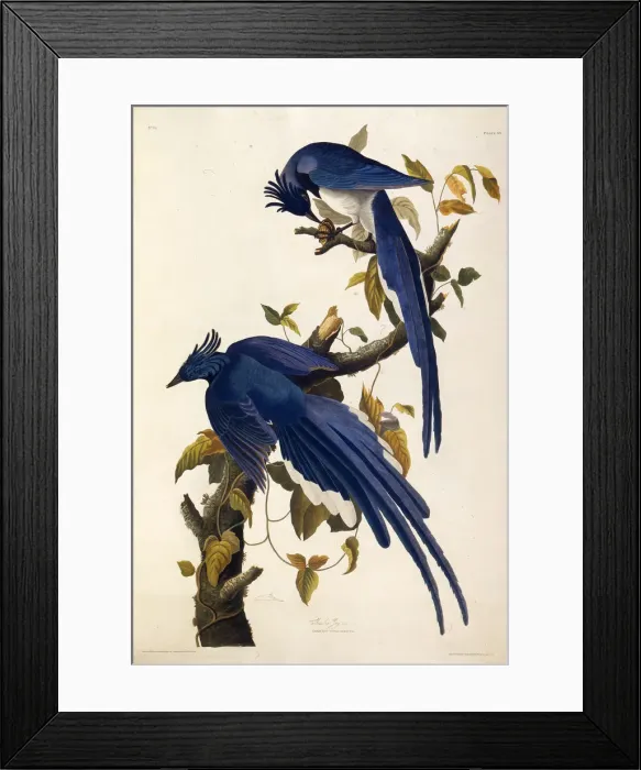 Framed Print : Columbia Jay (Garrulus ultramarinus). From The Birds of America, 1827-1838 Framed Print : Columbia Jay (Garrulus ultramarinus). From The Birds of America, 1827-1838