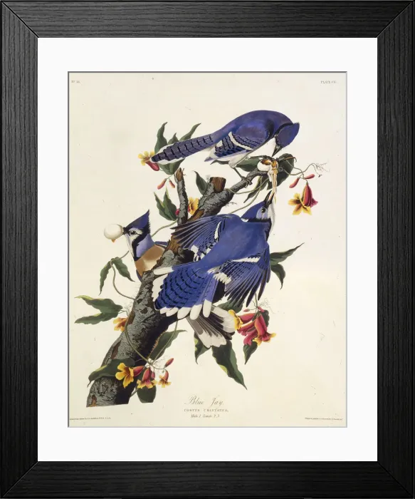 Framed Print : The blue jay. From The Birds of America, 1827-1838. Creator: Audubon Framed Print : The blue jay. From The Birds of America, 1827-1838. Creator: Audubon