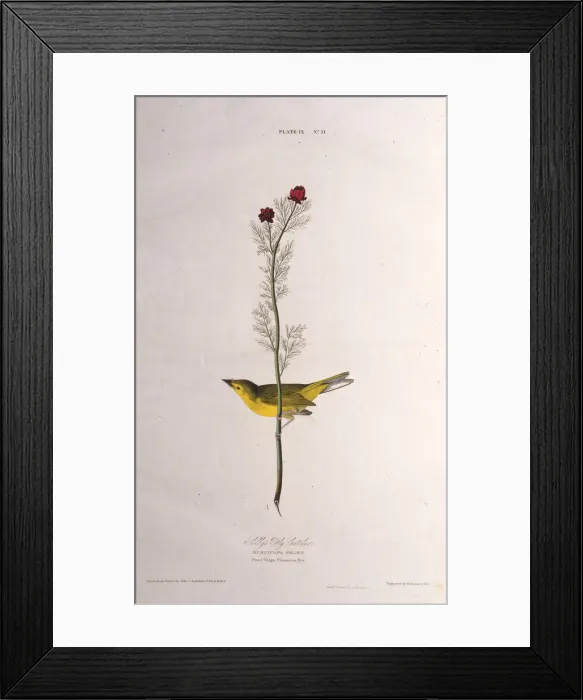 Framed Print : Selbys Fly Catcher. From The Birds of America, 1827-1838. Creator: Audubon Framed Print : Selbys Fly Catcher. From The Birds of America, 1827-1838. Creator: Audubon