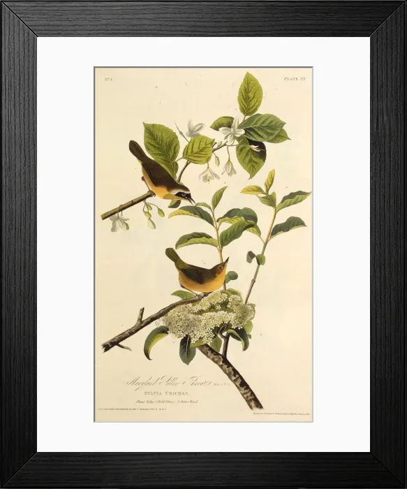 Framed Print : The Maryland Yellowthroat. From The Birds of America, 1827-1838. Creator: Audubon Framed Print : The Maryland Yellowthroat. From The Birds of America, 1827-1838. Creator: Audubon