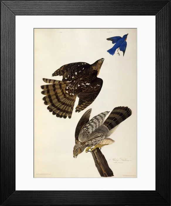 Framed Print : Stanley Hawks. From The Birds of America, 1827-1838. Creator: Audubon Framed Print : Stanley Hawks. From The Birds of America, 1827-1838. Creator: Audubon