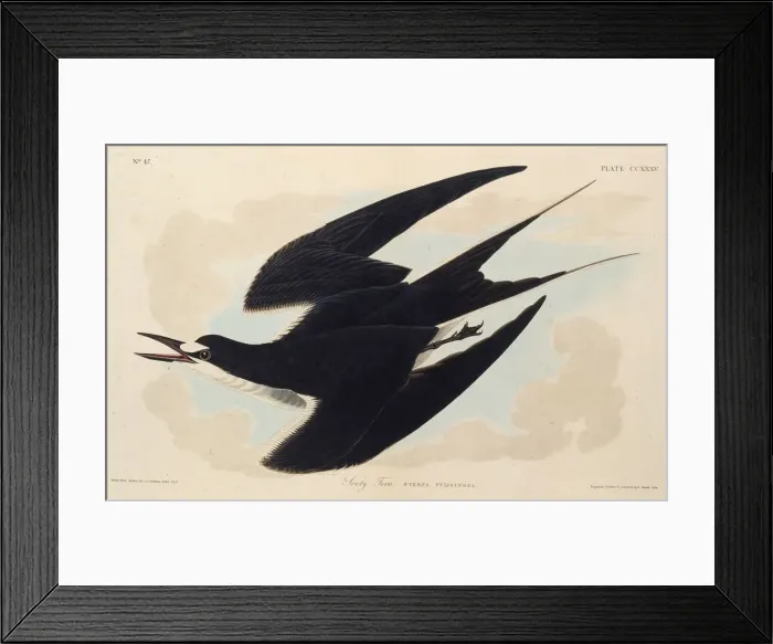 Framed Print : The sooty tern. From The Birds of America, 1827-1838. Creator: Audubon Framed Print : The sooty tern. From The Birds of America, 1827-1838. Creator: Audubon