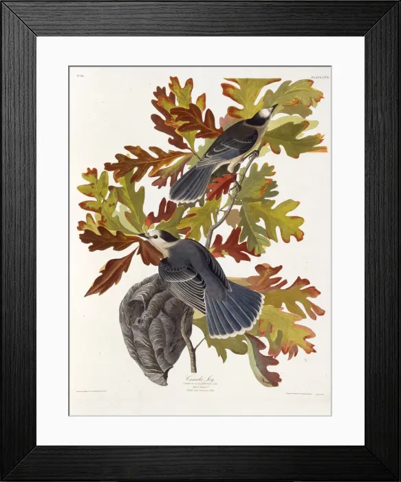 Framed Print : The grey jay. From The Birds of America, 1827-1838. Creator: Audubon Framed Print : The grey jay. From The Birds of America, 1827-1838. Creator: Audubon