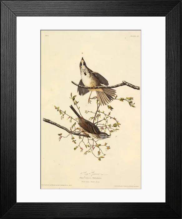 Framed Print : The song sparrow. From The Birds of America, 1827-1838. Creator: Audubon Framed Print : The song sparrow. From The Birds of America, 1827-1838. Creator: Audubon