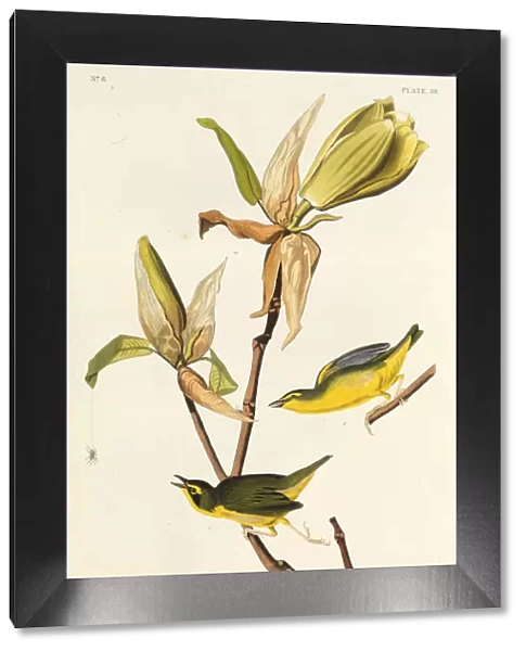 The Kentucky warbler. From The Birds of America, 1827-1838. Creator: Audubon