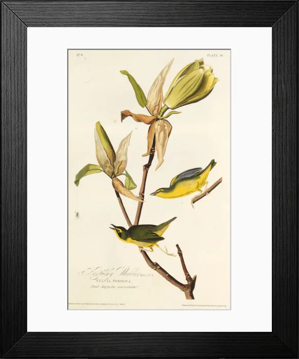 Framed Print : The Kentucky warbler. From The Birds of America, 1827-1838. Creator: Audubon Framed Print : The Kentucky warbler. From The Birds of America, 1827-1838. Creator: Audubon