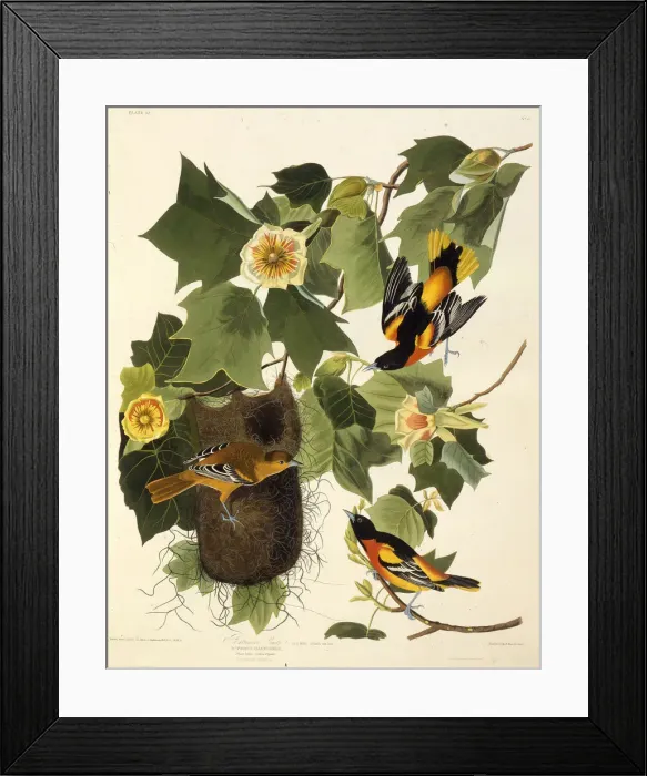 Framed Print : The Baltimore oriole. From The Birds of America, 1827-1838. Creator: Audubon Framed Print : The Baltimore oriole. From The Birds of America, 1827-1838. Creator: Audubon
