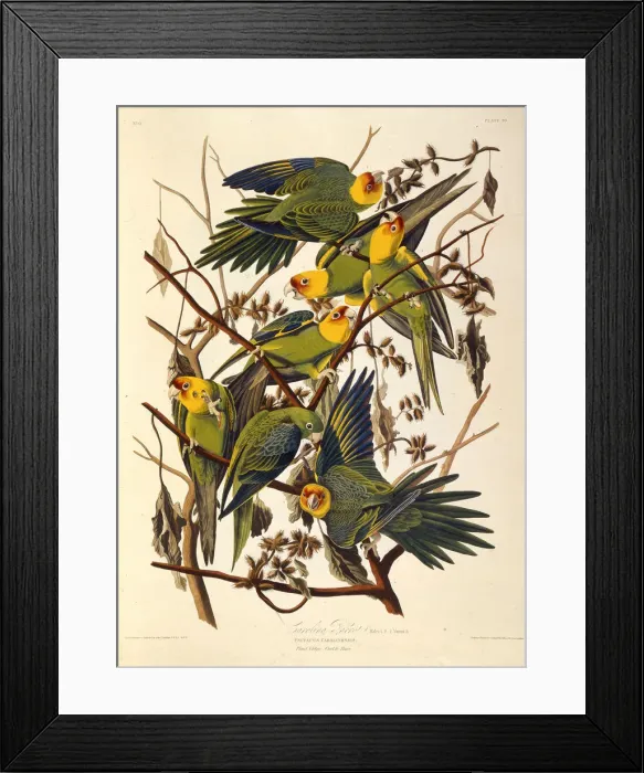 Framed Print : The Carolina parakeet, From The Birds of America, 1827-1838. Creator: Audubon Framed Print : The Carolina parakeet, From The Birds of America, 1827-1838. Creator: Audubon