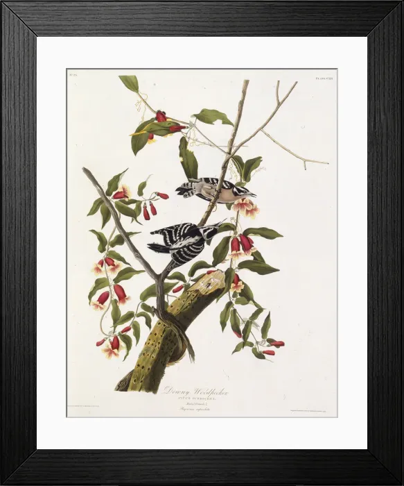 Framed Print : The downy woodpecker. From The Birds of America, 1827-1838. Creator: Audubon Framed Print : The downy woodpecker. From The Birds of America, 1827-1838. Creator: Audubon