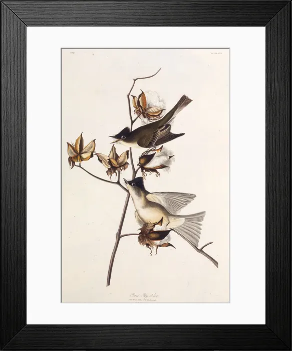 Framed Print : Pewit Flycatcher. From The Birds of America, 1827-1838. Creator: Audubon Framed Print : Pewit Flycatcher. From The Birds of America, 1827-1838. Creator: Audubon