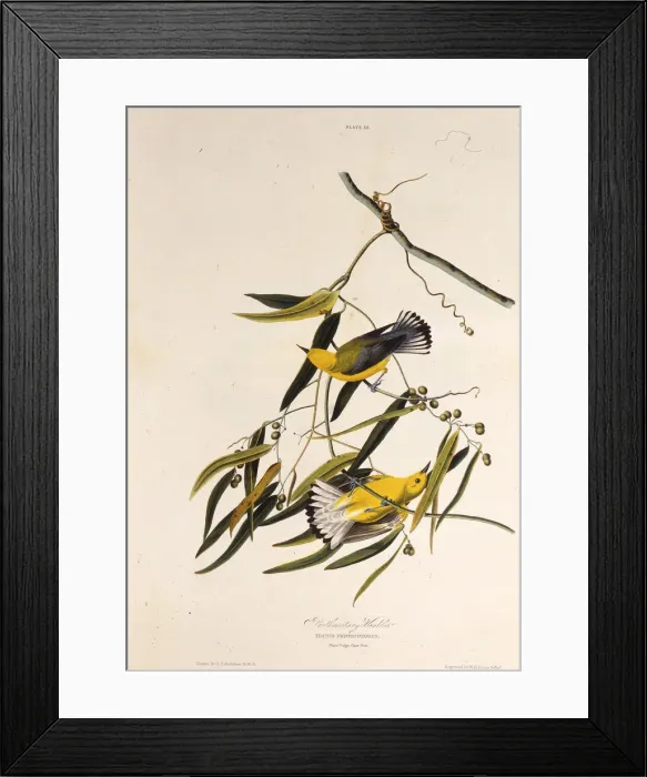 Framed Print : The prothonotary warbler. From The Birds of America, 1827-1838. Creator: Audubon Framed Print : The prothonotary warbler. From The Birds of America, 1827-1838. Creator: Audubon
