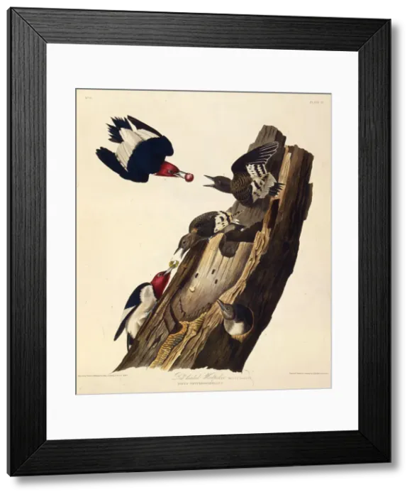 Framed Print : The red-headed woodpecker. From The Birds of America, 1827-1838. Creator: Audubon Framed Print : The red-headed woodpecker. From The Birds of America, 1827-1838. Creator: Audubon