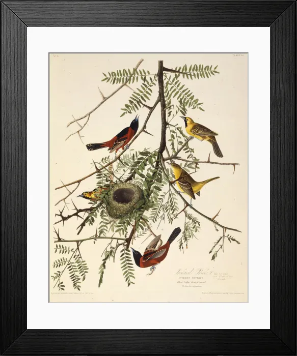Framed Print : The orchard oriole. From The Birds of America, 1827-1838. Creator: Audubon Framed Print : The orchard oriole. From The Birds of America, 1827-1838. Creator: Audubon
