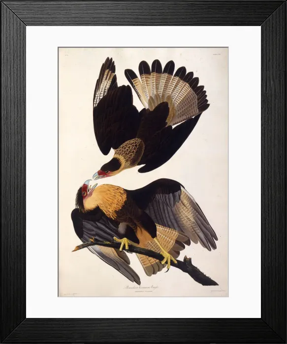 Framed Print : The northern crested caracara. From The Birds of America, 1827-1838. Creator: Audubon Framed Print : The northern crested caracara. From The Birds of America, 1827-1838. Creator: Audubon