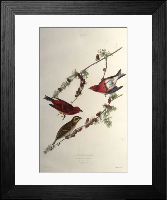 Framed Print : The purple finch. From The Birds of America, 1827-1838. Creator: Audubon Framed Print : The purple finch. From The Birds of America, 1827-1838. Creator: Audubon