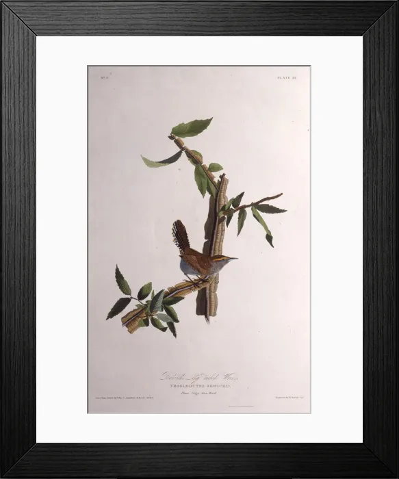 Framed Print : The Bewicks wren. From The Birds of America, 1827-1838. Creator: Audubon Framed Print : The Bewicks wren. From The Birds of America, 1827-1838. Creator: Audubon