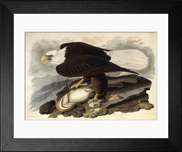 Framed Print : The bald eagle. From The Birds of America, 1827-1838. Creator: Audubon Framed Print : The bald eagle. From The Birds of America, 1827-1838. Creator: Audubon