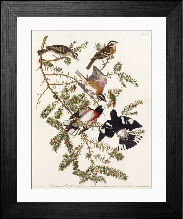 Framed Print : The rose-breasted grosbeak. From The Birds of America, 1827-1838. Creator: Audubon Framed Print : The rose-breasted grosbeak. From The Birds of America, 1827-1838. Creator: Audubon