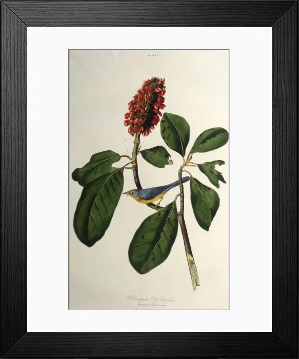 Framed Print : The Canada warbler. From The Birds of America, 1827-1838. Creator: Audubon Framed Print : The Canada warbler. From The Birds of America, 1827-1838. Creator: Audubon