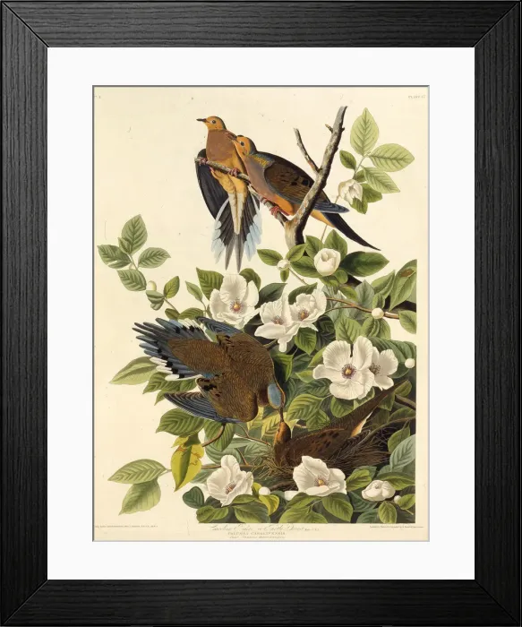 Framed Print : Carolina pigeon or Carolina turtledove. From The Birds of America, 1827-1838 Framed Print : Carolina pigeon or Carolina turtledove. From The Birds of America, 1827-1838