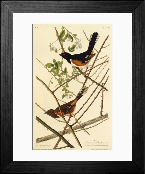 Framed Print : The eastern towhee. From The Birds of America, 1827-1838. Creator: Audubon Framed Print : The eastern towhee. From The Birds of America, 1827-1838. Creator: Audubon