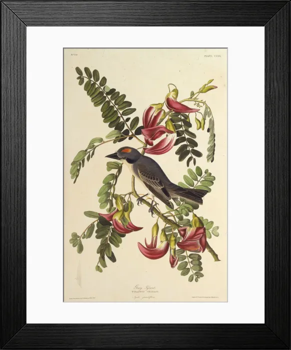 Framed Print : Gray Tyrant. From The Birds of America, 1827-1838. Creator: Audubon, John James Framed Print : Gray Tyrant. From The Birds of America, 1827-1838. Creator: Audubon, John James