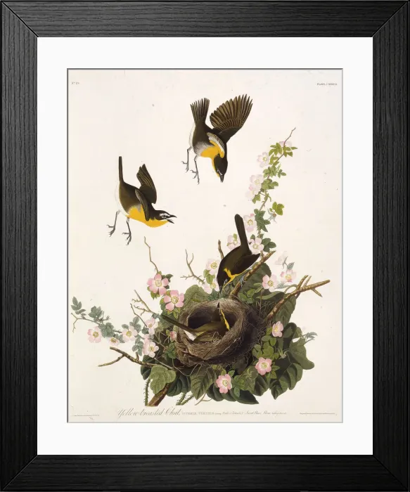 Framed Print : The yellow-breasted chat. From The Birds of America, 1827-1838. Creator: Audubon Framed Print : The yellow-breasted chat. From The Birds of America, 1827-1838. Creator: Audubon