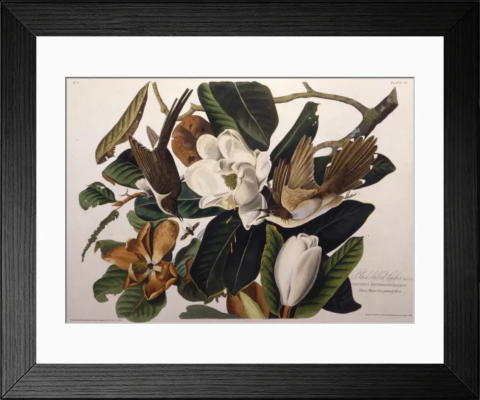 Framed Print : The black-billed cuckoo. From The Birds of America, 1827-1838. Creator: Audubon Framed Print : The black-billed cuckoo. From The Birds of America, 1827-1838. Creator: Audubon