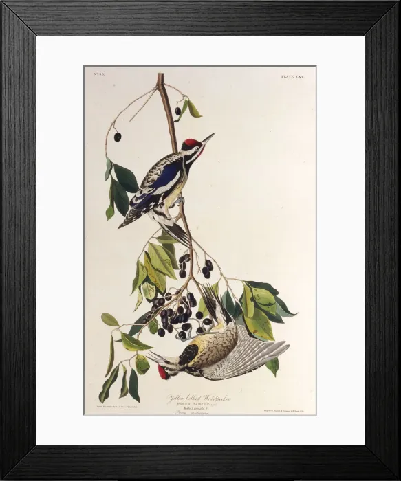 Framed Print : The yellow-bellied sapsucker. From The Birds of America, 1827-1838. Creator: Audubon Framed Print : The yellow-bellied sapsucker. From The Birds of America, 1827-1838. Creator: Audubon