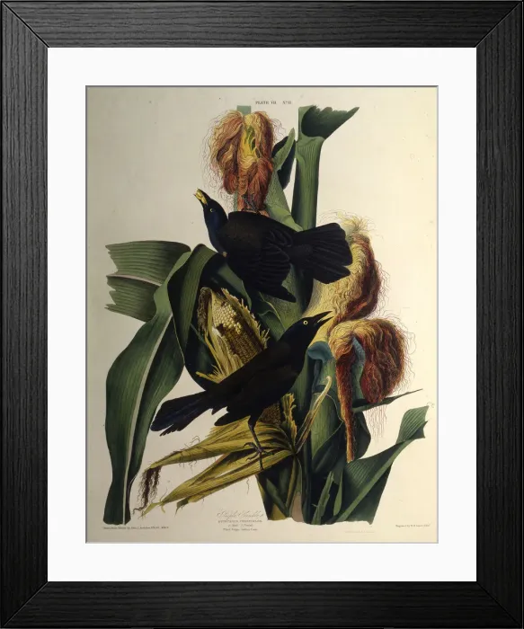 Framed Print : The common grackle. From The Birds of America, 1827-1838. Creator: Audubon Framed Print : The common grackle. From The Birds of America, 1827-1838. Creator: Audubon
