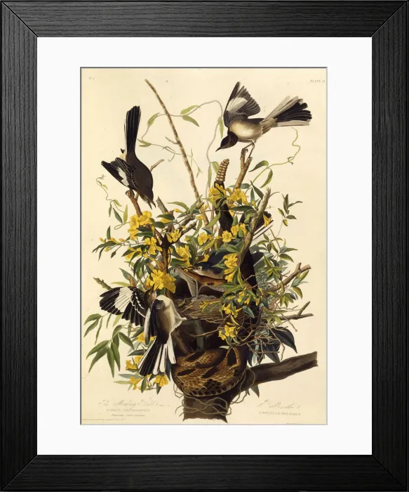 Framed Print : The northern mockingbird. From The Birds of America, 1827-1838. Creator: Audubon Framed Print : The northern mockingbird. From The Birds of America, 1827-1838. Creator: Audubon