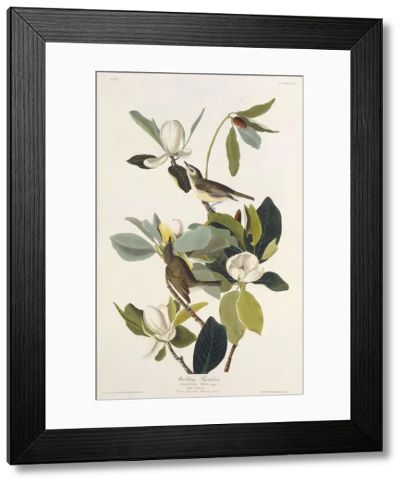 Framed Print : Warbling Flycatcher. From The Birds of America, 1827-1838. Creator: Audubon Framed Print : Warbling Flycatcher. From The Birds of America, 1827-1838. Creator: Audubon