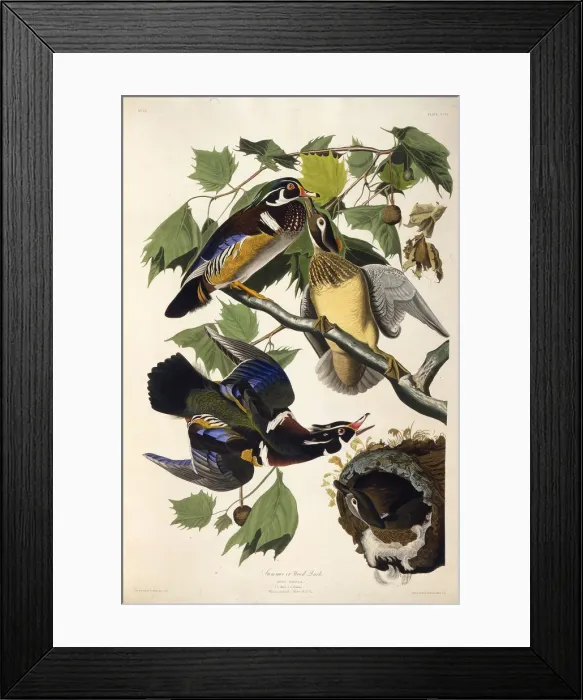 Framed Print : The wood duck. From The Birds of America, 1827-1838. Creator: Audubon Framed Print : The wood duck. From The Birds of America, 1827-1838. Creator: Audubon