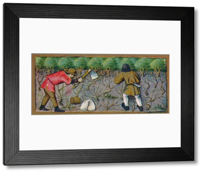 Framed Print : March - working in the vineyard, 15th century, (1939). Creator: Robinet Testard Framed Print : March - working in the vineyard, 15th century, (1939). Creator: Robinet Testard