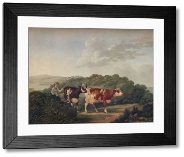 Framed Print : English Landscape, with Shorthorned Cattle, late 18th-early 19th century, (1930) Framed Print : English Landscape, with Shorthorned Cattle, late 18th-early 19th century, (1930)