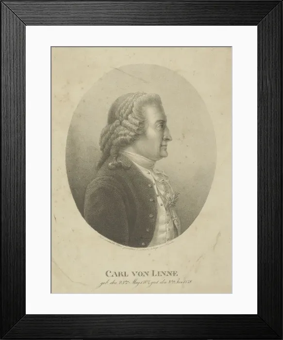 Framed Print : Portrait of Carl Linnaeus (1707-1778), c. 1800. Creator: Kunike, Adolph Friedrich (1777-1838) Framed Print : Portrait of Carl Linnaeus (1707-1778), c. 1800. Creator: Kunike, Adolph Friedrich (1777-1838)