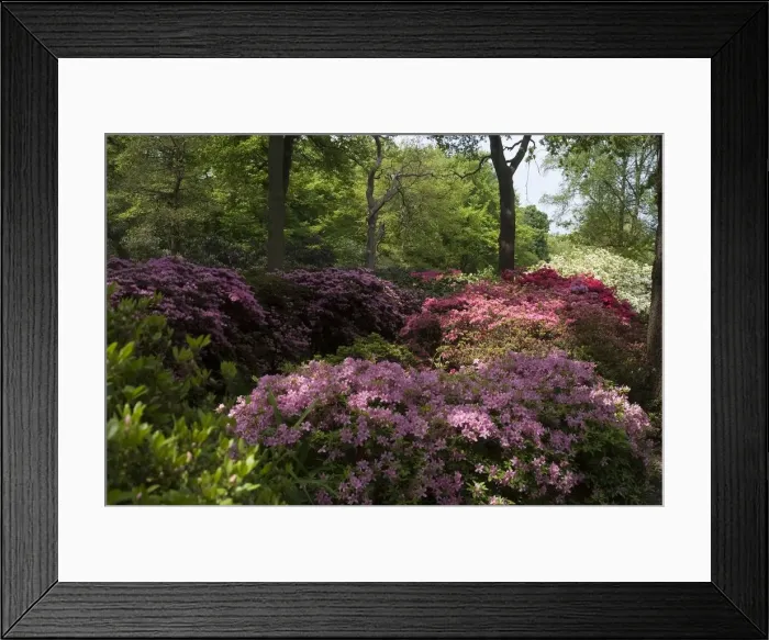 Framed Print : Isabella Plantation, Richmond Park, Richmond, Surrey, England, UK, 14 / 5 / 10. Creator: Ethel Davies Framed Print : Isabella Plantation, Richmond Park, Richmond, Surrey, England, UK, 14 / 5 / 10. Creator: Ethel Davies