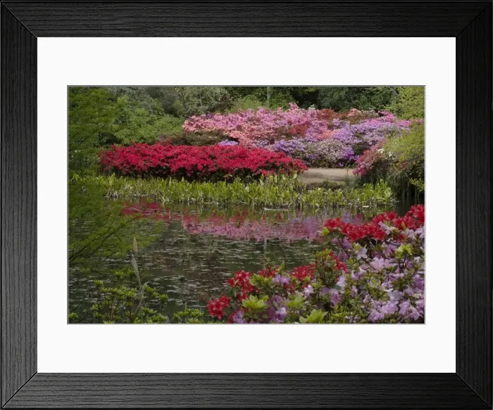 Framed Print : Isabella Plantation, Richmond Park, Richmond, Surrey, England, UK, 14 / 5 / 10. Creator: Ethel Davies Framed Print : Isabella Plantation, Richmond Park, Richmond, Surrey, England, UK, 14 / 5 / 10. Creator: Ethel Davies