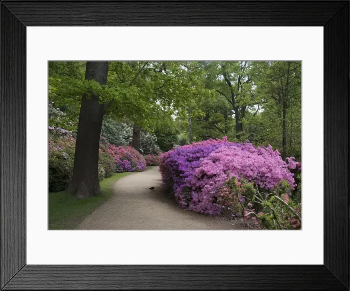 Framed Print : Isabella Plantation, Richmond Park, Richmond, Surrey, England, UK, 14 / 5 / 10. Creator: Ethel Davies Framed Print : Isabella Plantation, Richmond Park, Richmond, Surrey, England, UK, 14 / 5 / 10. Creator: Ethel Davies